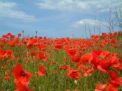 The Royal Dragoon Guards First World War Commemoration